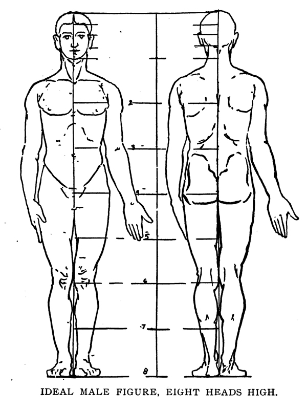 Ideal Male Figure and Female Figure Measurements