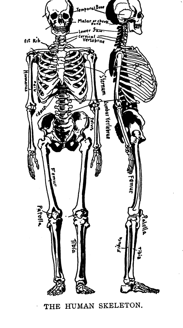 The Human Anatomy and Skeletal System for Artists