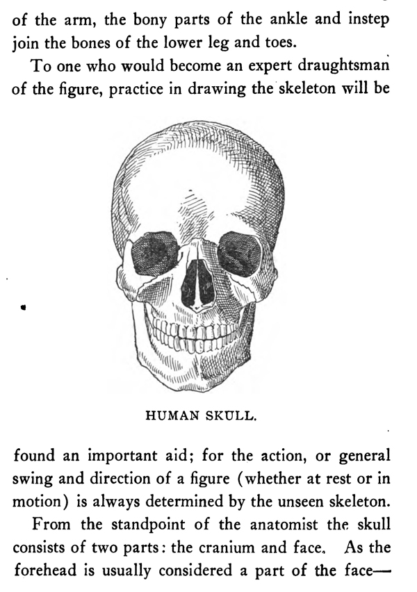 The Human Skull and Anatomy for Artists