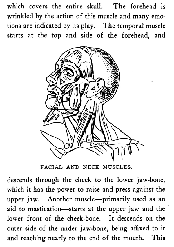 Facial and Neck Muscles Anatomy for Artists and Caricaturists