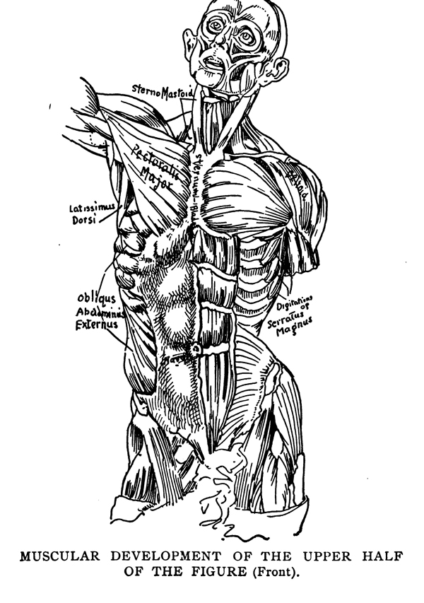 Human Anatomy and Figure Drawing for Artists Drawing Comics, Cartoons