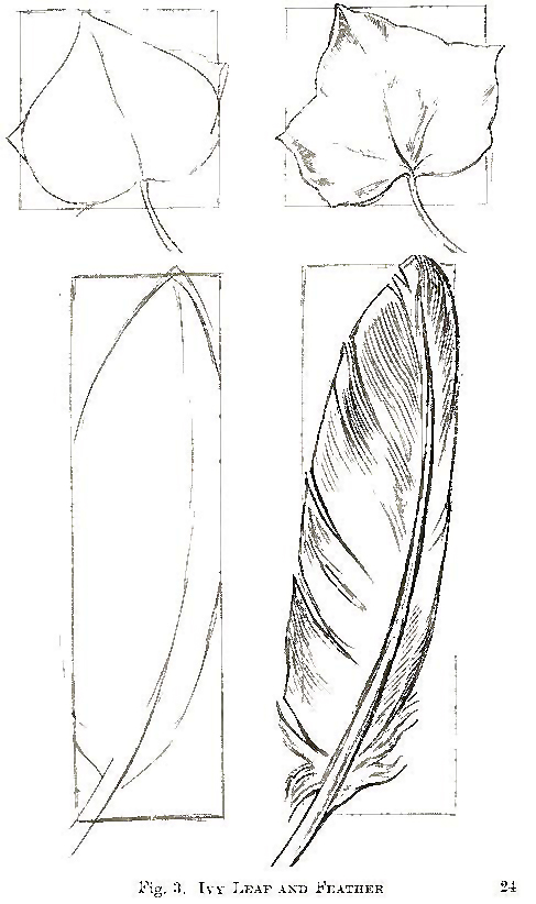 How to Draw Leaves and Feathers