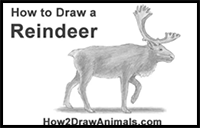 How to Draw a Reindeer (Caribou)