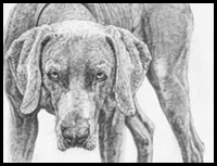 How To Draw Realistic Dogs