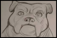 How To Draw Mean Looking Realisting Bull Dogs