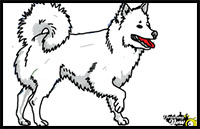 how to draw an American Eskimo Dog