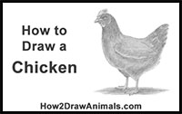 how to draw a chicken or hen