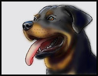 how to draw a rottweiler dog