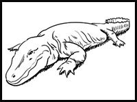 how to draw an alligator