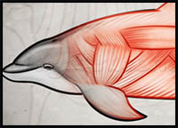 dolphin anatomy drawing tutorial