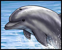 how to draw a jumping dolphin