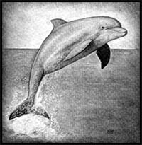 how to draw a realistic dolphin