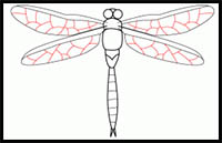 How to Draw a Dragonfly