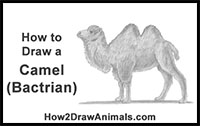 how to draw a bactrian camel