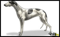 how to draw a greyhound