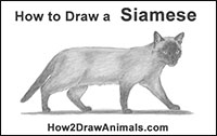 how to draw a siamese cat