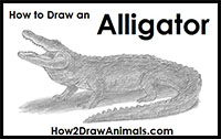 how to draw an alligator