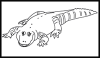 How to Draw a Mississippi Alligator in 6 Easy Steps