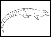 How to Draw a Chinese Alligator in 7 Easy Steps