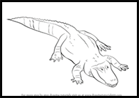 How to Draw an Alligator