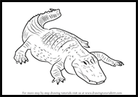 How to Draw an American Alligator
