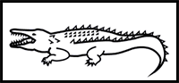 How to Draw an American Crocodile in 6 Easy Steps