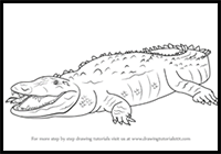 How to Draw an American Crocodile