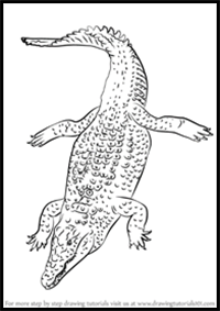 How to Draw a Nile Crocodile