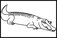 How to Draw a Saltwater Crocodile in 8 Easy Steps