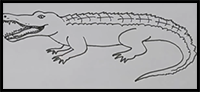 How to Draw a Crocodile