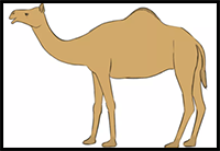 How to Draw a Camel