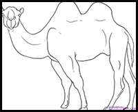How to draw Cartoon camels