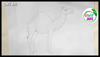 How to Draw a Camel Easy Step by Step