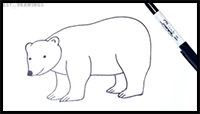 How to Draw a Polar Bear Step by Step | Polar Bear Drawing Lesson