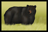 How to Draw Realistic Black Bears Drawing Lessons