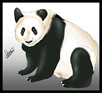 How to Draw Giant Panda Bears Illustration Lessons