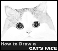How to Draw a Cat's Face - Realistic Portrait - Easy Step by Step Drawing Tutorial