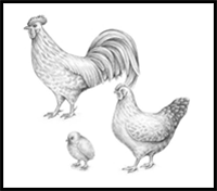 How to Draw a Chicken and a Rooster