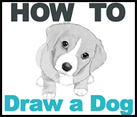 How to Draw a Dog or Puppy - Easy Step by Step Drawing Tutorial