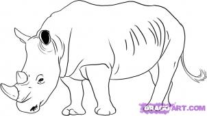 How

 to draw rhinos