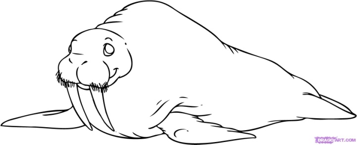 How to draw walrus