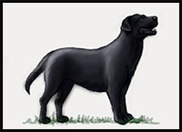 how to draw a black labrador retriever