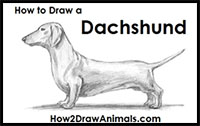 how to draw a dachshund dog