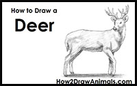 how to draw a white-tailed deer
