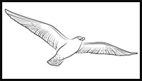 how to draw a flying bird