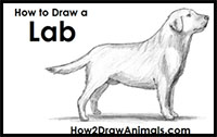 how to draw a labrador retriever dog