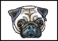 how to draw a pug