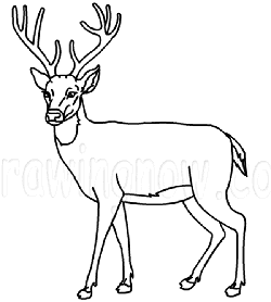 How to draw a Deer : Drawing Lesson
