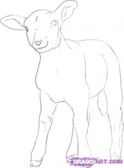 How to Draw a Lamb : Drawing Sheep / Lambs Tutorials