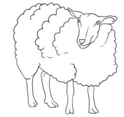 How to Draw a Sheep : Drawing Sheep / Lambs Tutorials